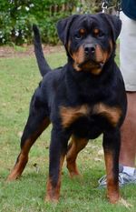 Enzo vom Hause Earnest Enzo vom Hause Earnest
