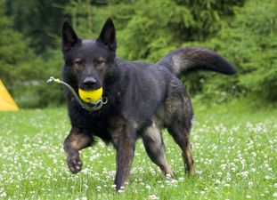 Zador fom Grunen Stadt Zador fom Grunen Stadt