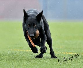 Adrien de Férreo Canis Adrien de Férreo Canis