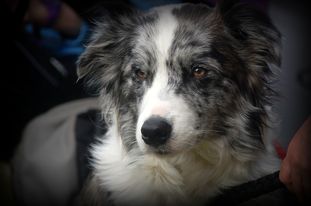 Bibi von der Blitzeiche Bibi von der Blitzeiche