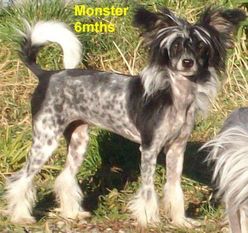 Sonniema Monster Mash Sonniema Monster Mash