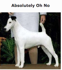Absolutely Oh No Absolutely Oh No