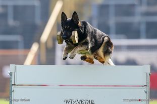 Honda von der kleinen Birke Honda von der kleinen Birke