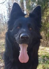 Black von der Geigenbauersiedlung Black von der Geigenbauersiedlung