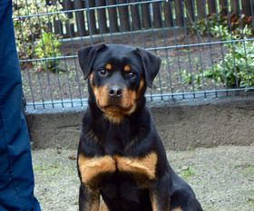 Karlos von der Fehnkolonie Karlos von der Fehnkolonie
