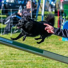 Malinoid Amazing Black Buddy Malinoid Amazing Black Buddy