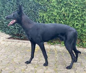 Duivelsbos' X Sniper Duivelsbos' X Sniper