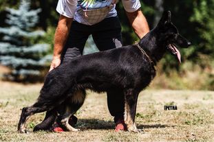 Aimee Canis Invictus Aimee Canis Invictus