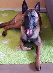 Duke vom roten Drachen Duke vom roten Drachen
