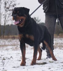 Ilay von der Bogenheide Ilay von der Bogenheide