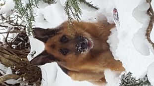 Rocky von der Bütschelegg Rocky von der Bütschelegg