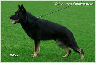 Yakie vom Ottilienstein Yakie vom Ottilienstein