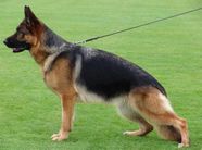 dog image background