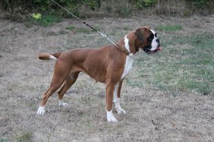 Coco-Chanel von den Mutigen Coco-Chanel von den Mutigen