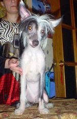 Polly Princessa Pekina Polly Princessa Pekina