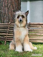 Dogland Happy Bolivia Dogland Happy Bolivia
