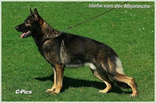 Idefix von der Mooreiche Idefix von der Mooreiche
