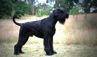 Widu von Blackmoore Widu von Blackmoore