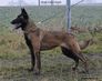 Arah Cave Canis