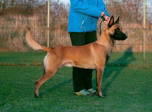 working-dog Esh working-dog Esh