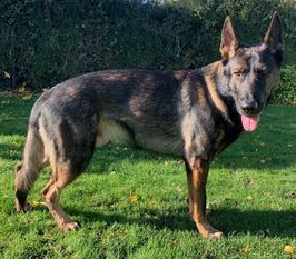Kasper von Reinhund Kasper von Reinhund