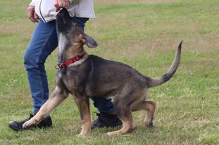 Piranha European K9 training base Piranha European K9 training base