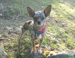 Estrella (Federle) Estrella (Federle)
