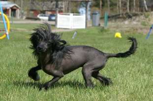 Gamla Bodens Mini Queen Of Bear Gamla Bodens Mini Queen Of Bear