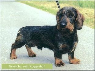 Griescha vom Roggenhof Griescha vom Roggenhof