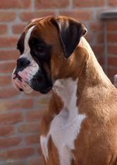 Xora vom Hause Romeo Xora vom Hause Romeo