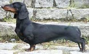 Barbi-Czuk Hodowla Myslinow Barbi-Czuk Hodowla Myslinow