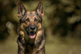 Buddy von der Glacis Buddy von der Glacis
