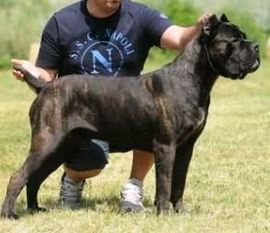 Bruce Della Porta Dipinta Working Dog