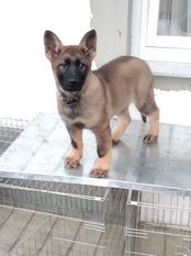 Ogi von Sico Schwarz Haus Ogi von Sico Schwarz Haus