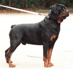 Drago von der Christopher Drago von der Christopher