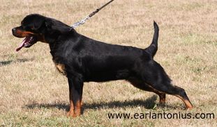 Winny Earl Antonius Winny Earl Antonius