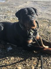 Dash vom Illergries Dash vom Illergries
