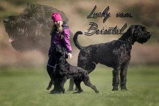 Lucky vom Beisetal Lucky vom Beisetal