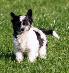 Be My Dog's Ciel Ouvert Be My Dog's Ciel Ouvert