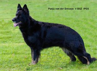 Panja von der Emsaue Panja von der Emsaue