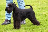 Cooper von der Königslilie