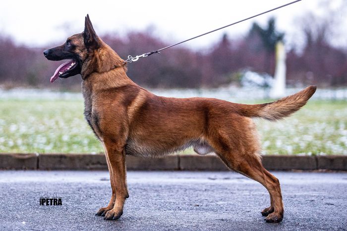 working-dog Jet