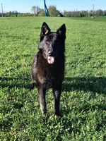 Brix Bohemo Highlands
German Shepherd (short-haired)
18. Jul 2024
