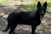 Boomer vom Iselhund