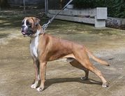 Samurai vom Kimlai Boxer