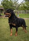Rottmaster Afrodita
