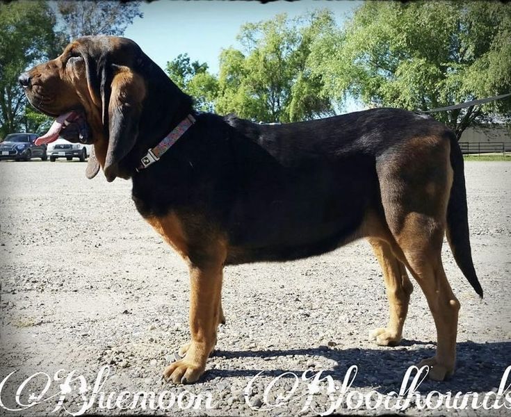 Bluemoon fashion bloodhounds