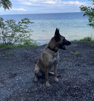 Aika vom Pakt des Teufels
Belgisk Hyrdehund (Malinois)
7. Jun 2022