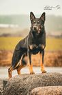 dog image background