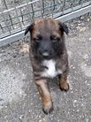 chiots Volpa/Taiko 4 semaines